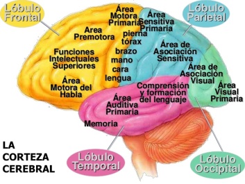 Resultado de imagen de areas cerebro